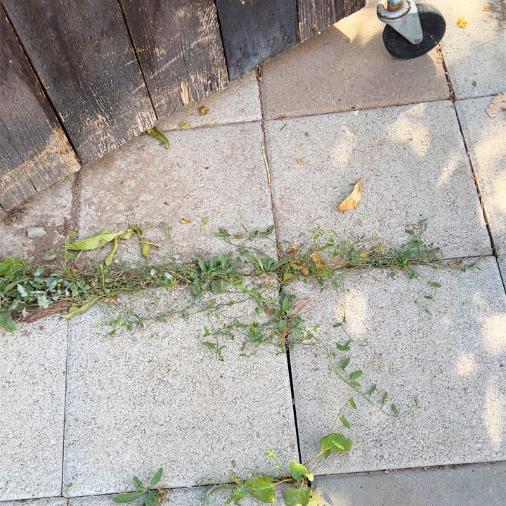concrete pavers before staining